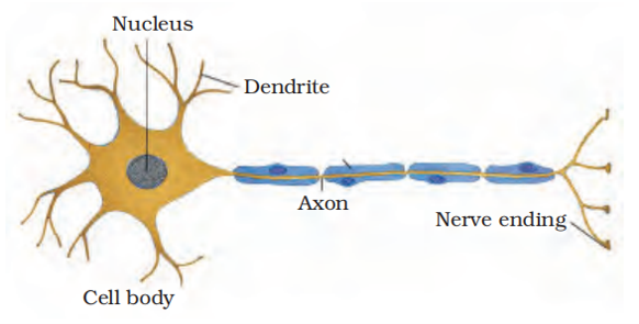 Neuron-unit of nervous tissue