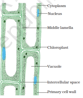 Parenchyma tissue lateral section