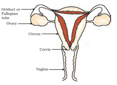 human female reproductive system