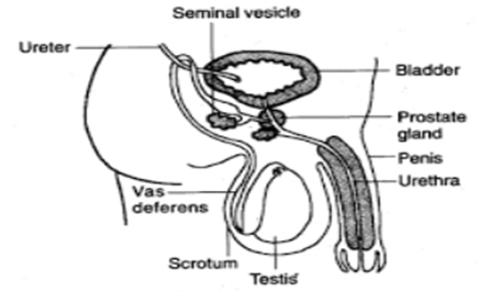 How Do Organisms Reproduce Class 10 Important Questions - CBSE Guidance